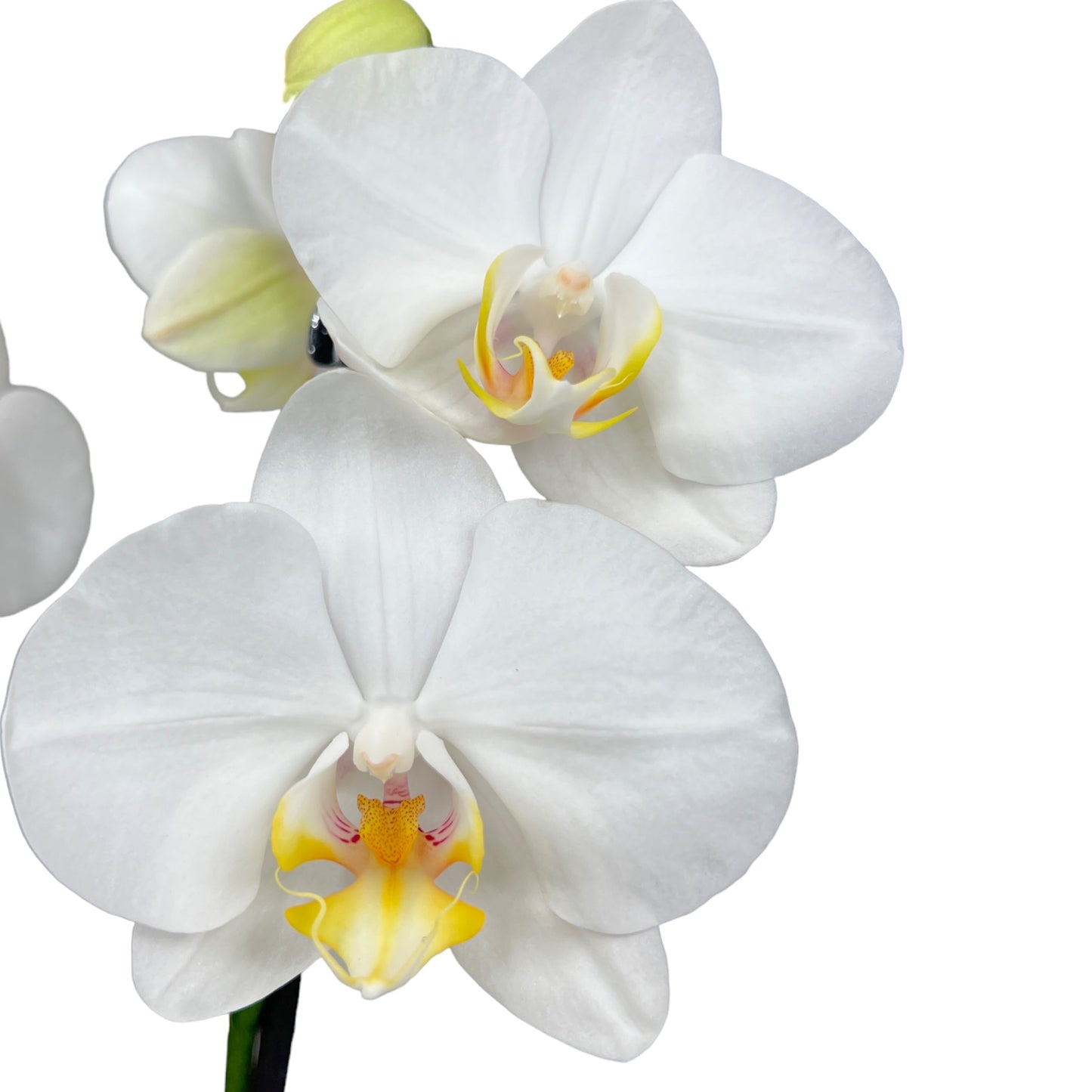 Phalaenopsis 12cm Twin Stem White
