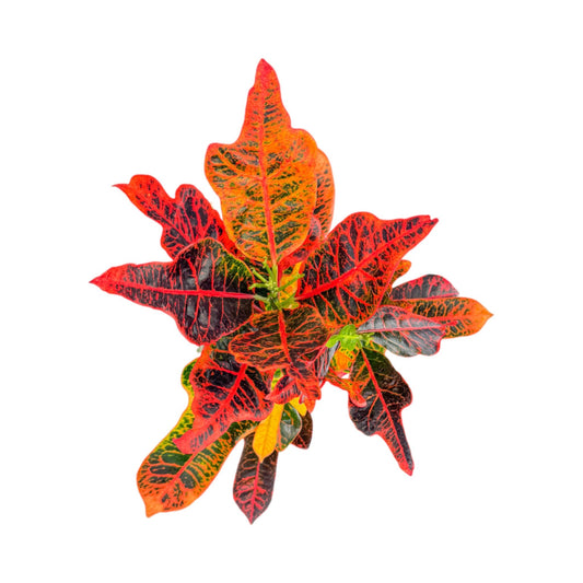 Codiaeum 17cm - Green Plant The Horti House