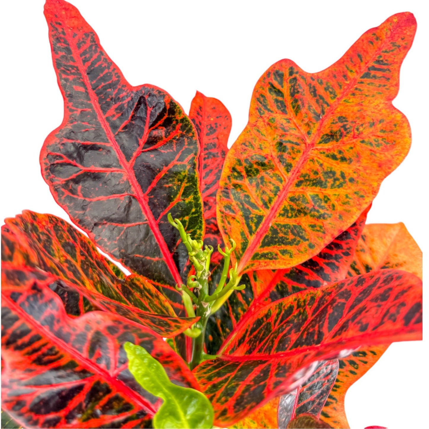 Codiaeum 17cm - Green Plant The Horti House
