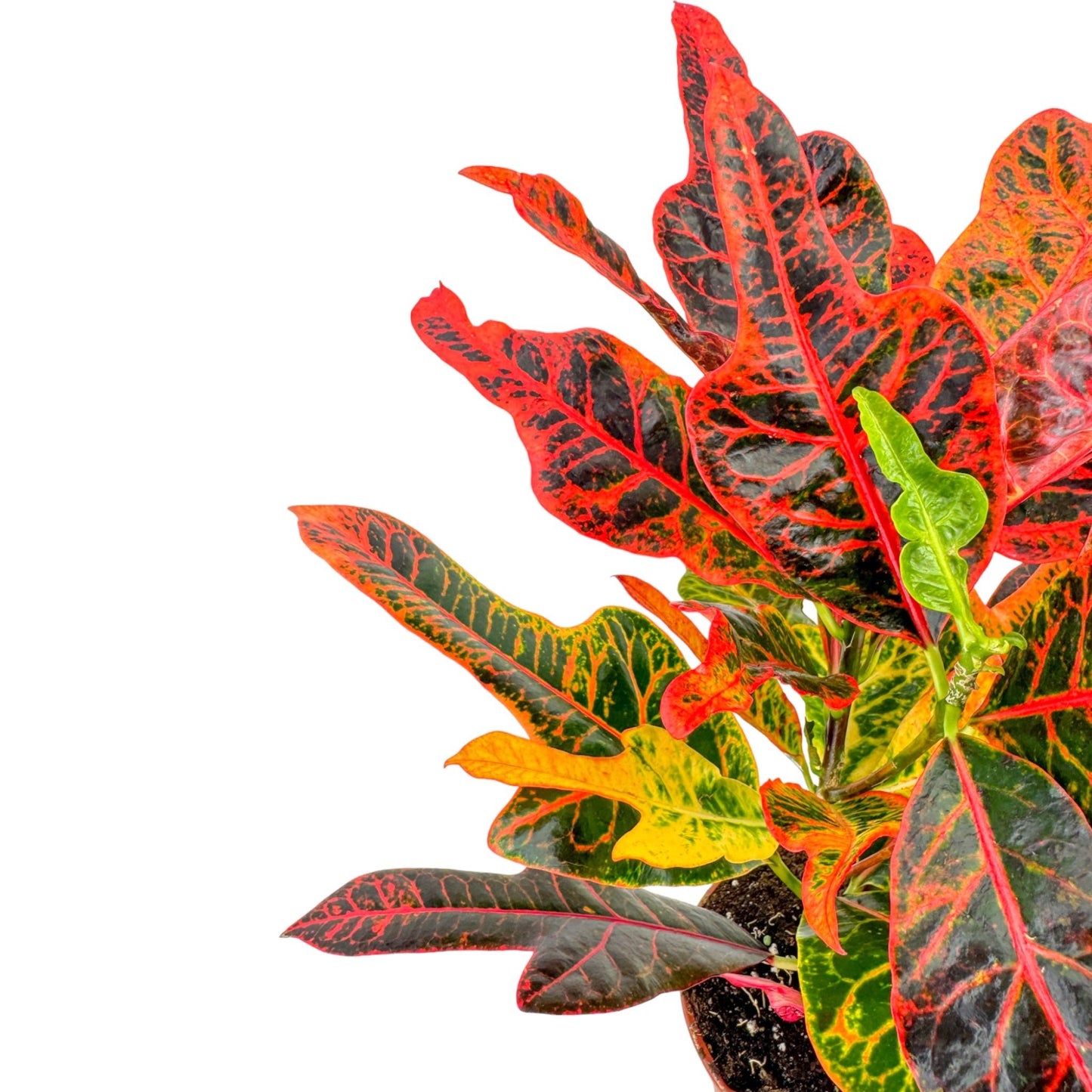 Codiaeum 17cm - Green Plant The Horti House