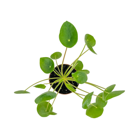 Pilea 12cm