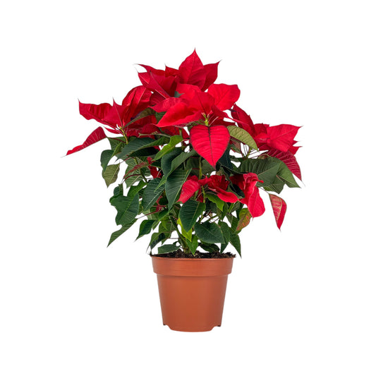 Poinsettia 17cm Sleeved - Poinsettia The Horti House