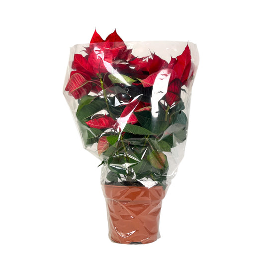 Poinsettia 17cm Sleeved - Poinsettia The Horti House