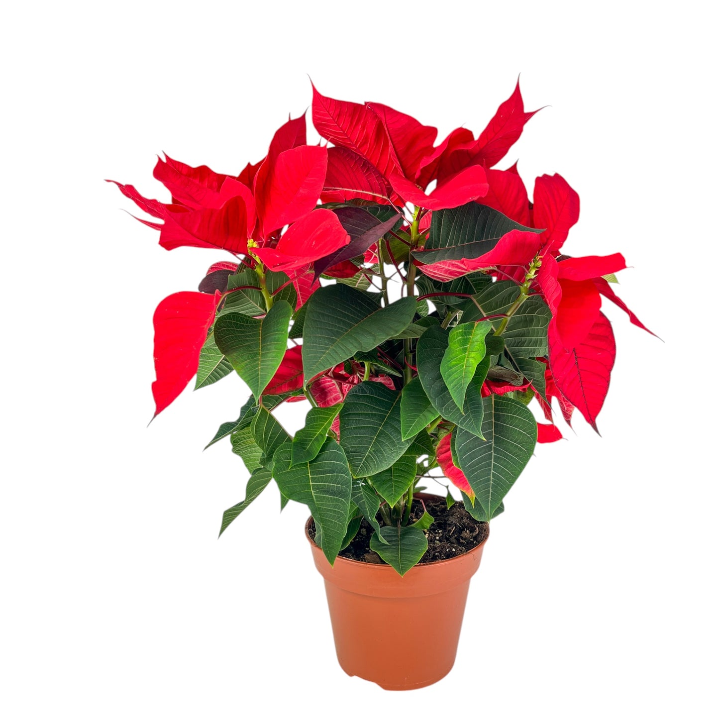 Poinsettia 17cm Sleeved - Poinsettia The Horti House