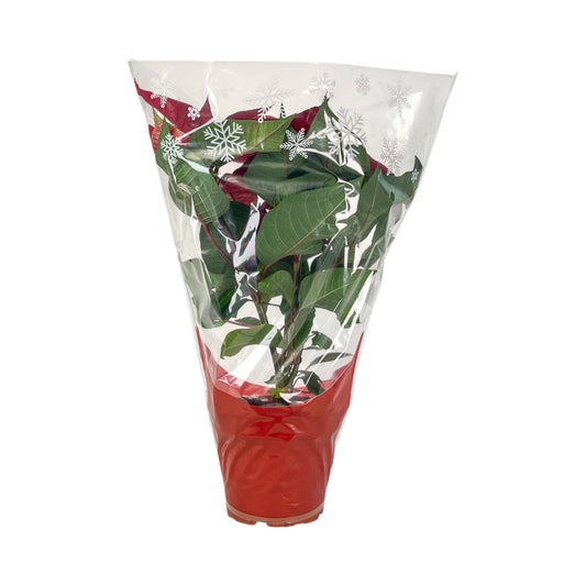 Poinsettia 13cm Sleeved - Poinsettia The Horti House