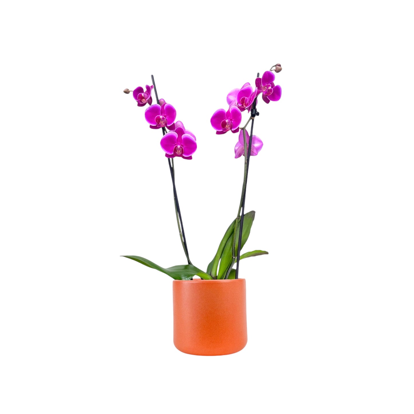 Phalaenopsis 12cm Twin Stem Purple in Cambridge Ceramic