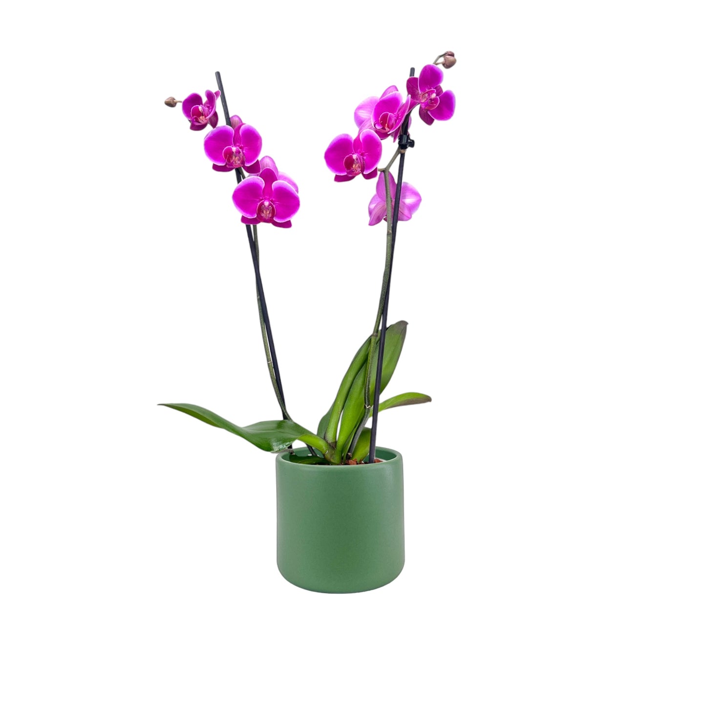 Phalaenopsis 12cm Twin Stem Purple in Cambridge Ceramic