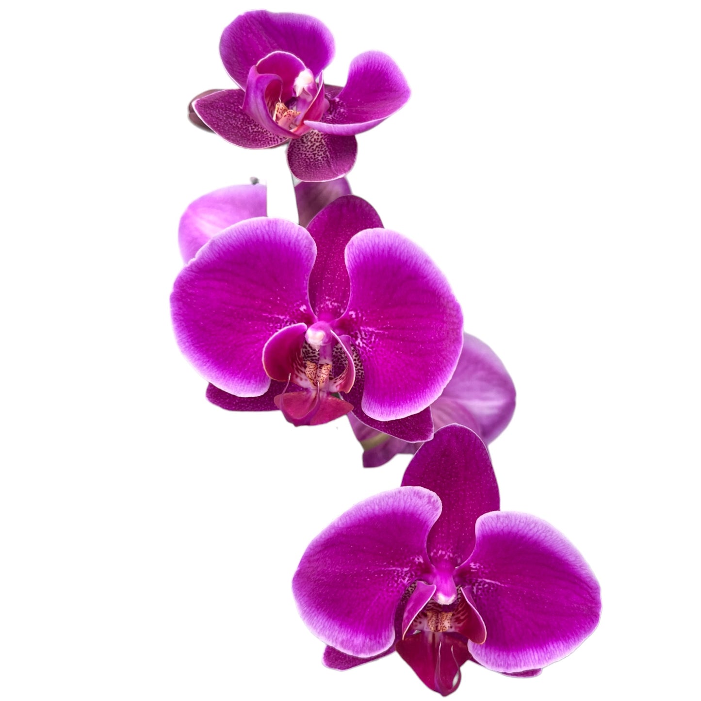 Phalaenopsis 12cm Twin Stem Purple