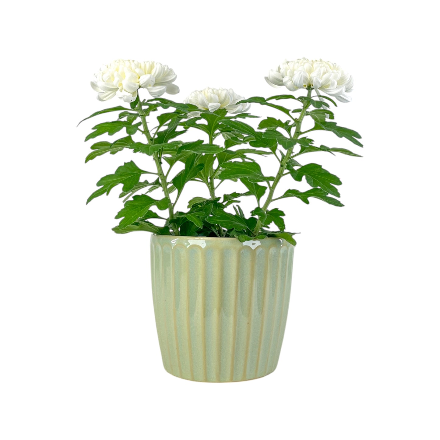 Chrysanthemum 14cm Disbud in Windsor Ceramic - Flowering The Horti House