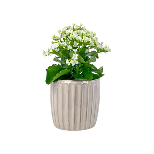 Kalanchoe 9cm in Windsor Ceramic - Flowering The Horti House