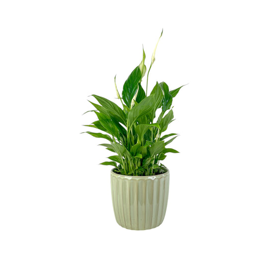 Spathiphyllum 12cm In Windsor Ceramic