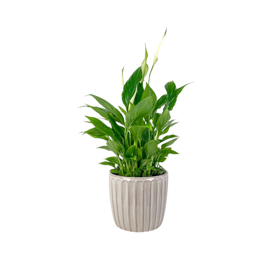 Spathiphyllum 12cm In Windsor Ceramic
