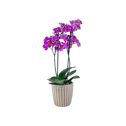 Phalaenopsis 9cm Twin Stem Mix In Windsor Ceramic