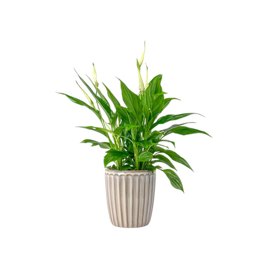 Spathiphyllum 9cm In Windsor Ceramic