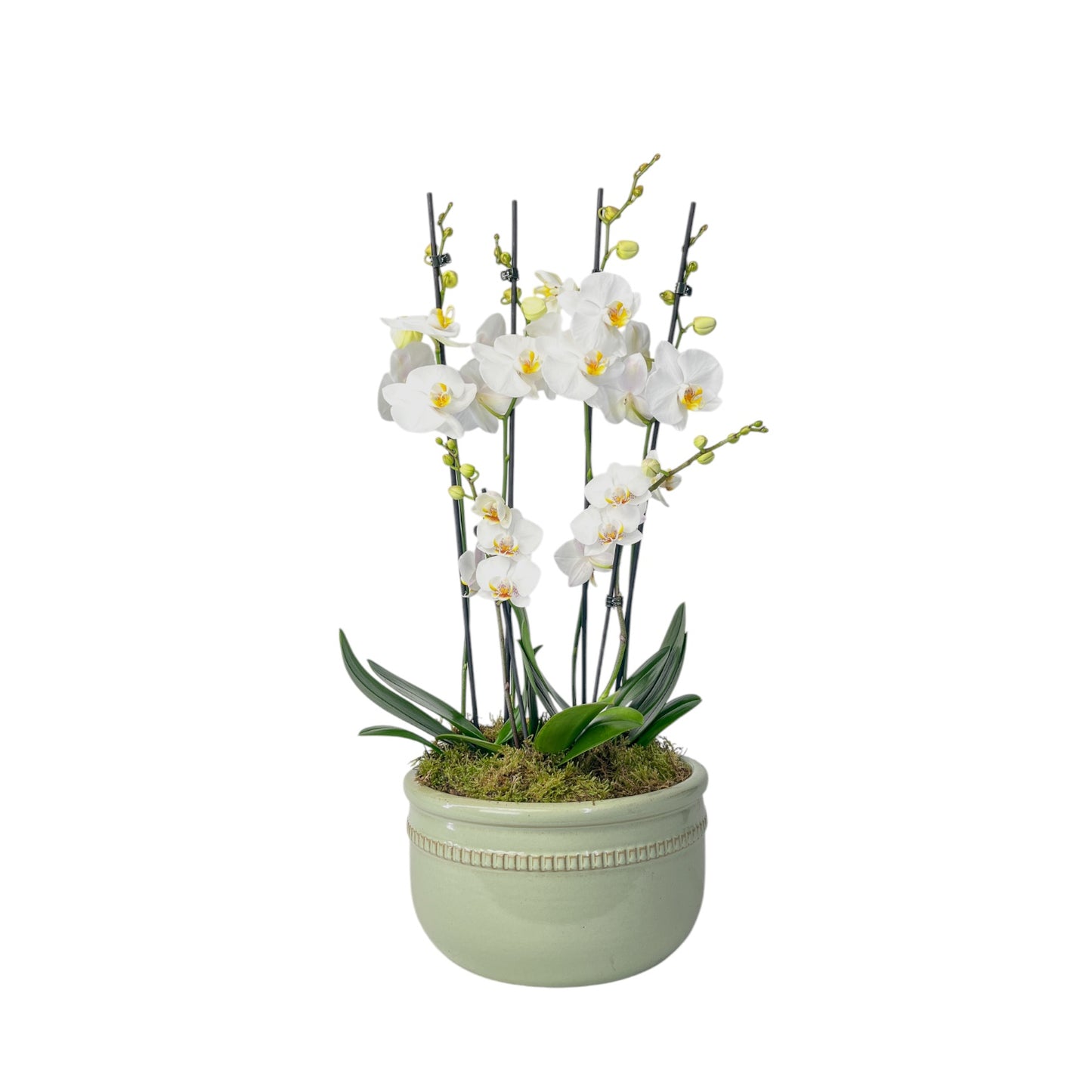 Phalaenopsis Trio In Green Luxury Bowl