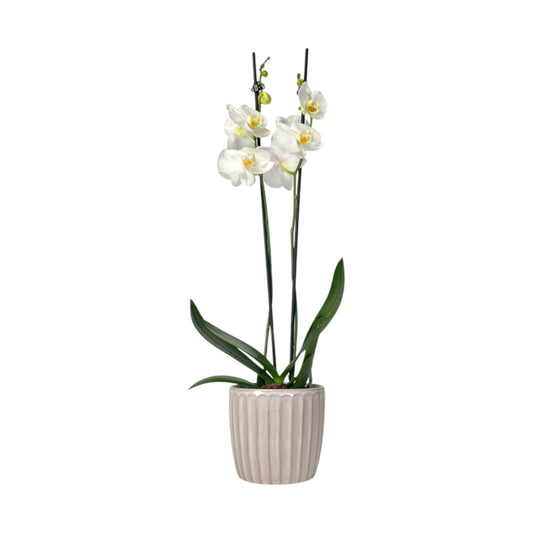 Phalaenopsis 12cm Twin Stem Mix In Windsor Ceramic