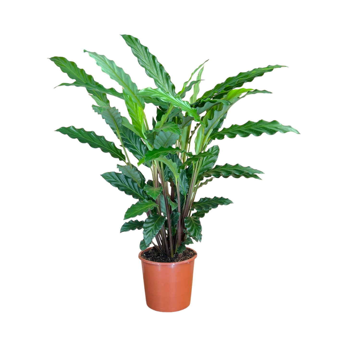 Calathea 17cm Mix