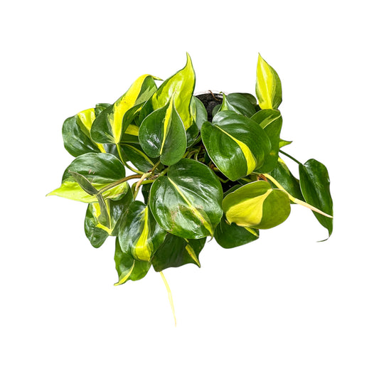 Philodendron 12cm Scandens Brazil