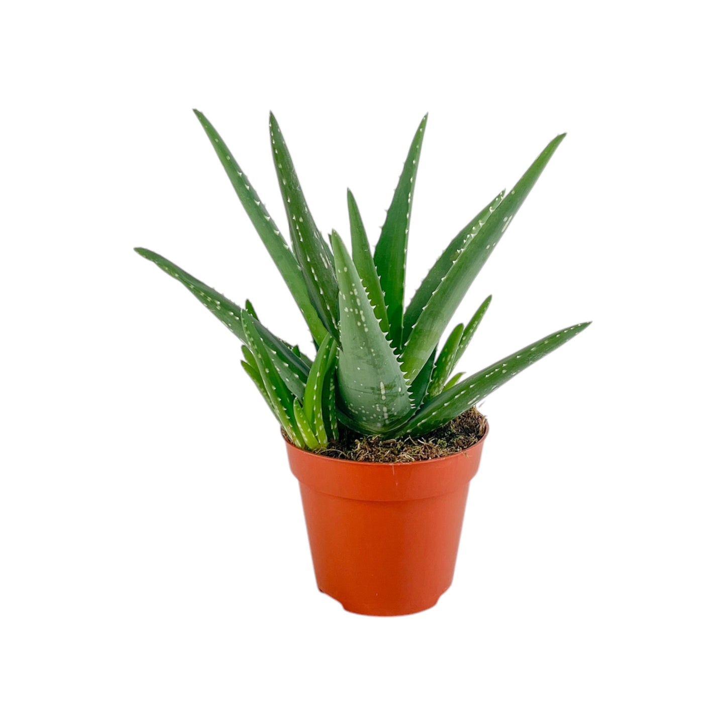 Aloe 12cm Medivera