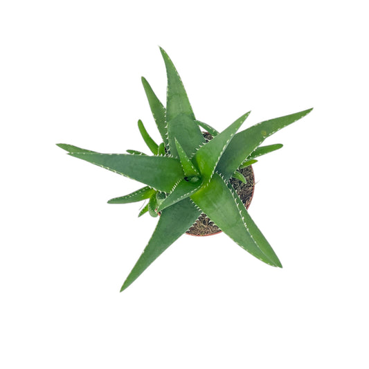 Aloe 12cm Medivera