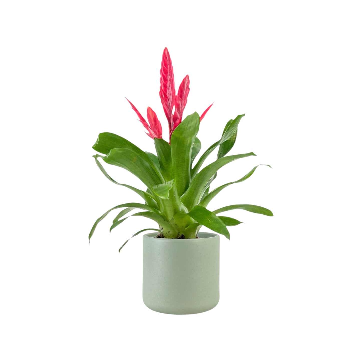 Bromeliad 12cm Vriesea Mix in Cambridge Ceramic - Flowering The Horti House