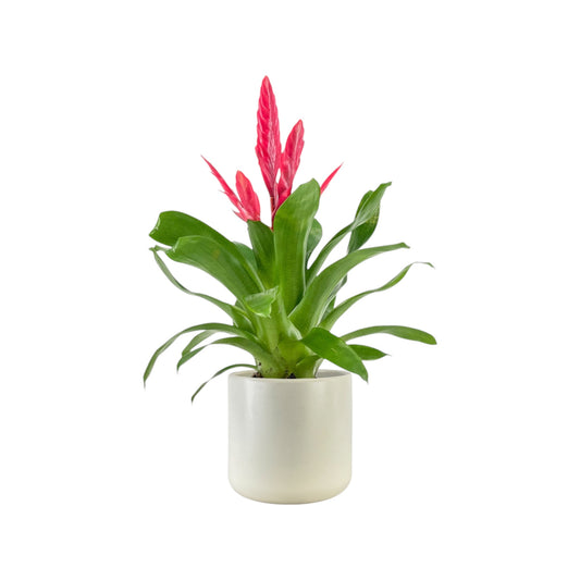 Bromeliad 12cm Vriesea Mix in Cambridge Ceramic - Flowering The Horti House