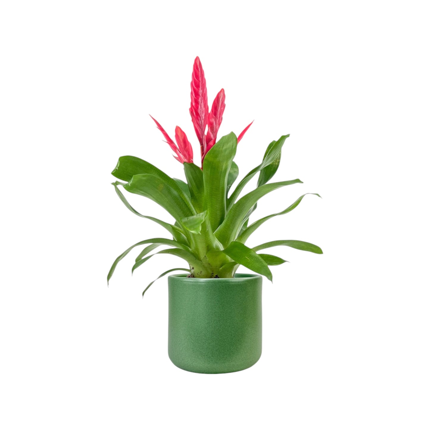 Bromeliad 12cm Vriesea Mix in Cambridge Ceramic - Flowering The Horti House