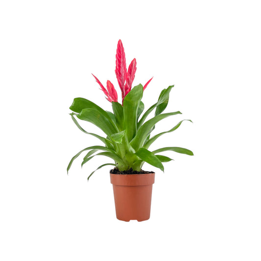 Bromeliad 12cm Vriesea