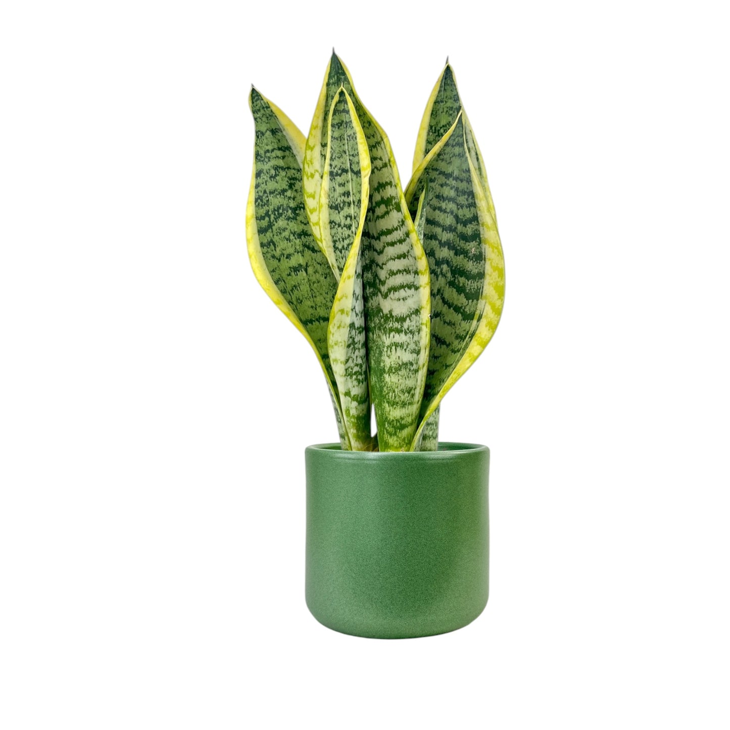 Green Plant 12cm Mix in Cambridge Ceramic - Green Plant The Horti House