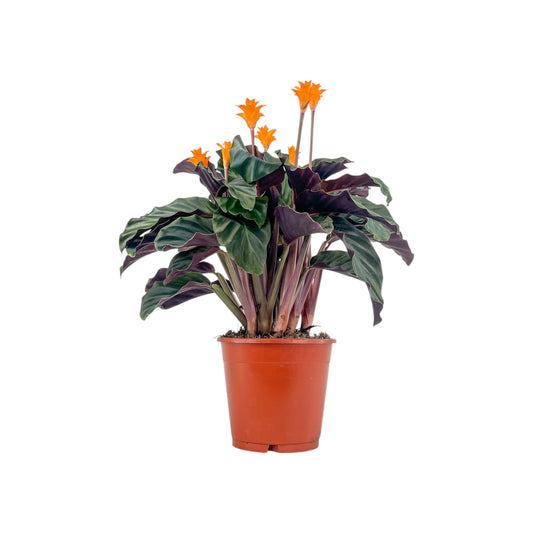Calathea 14cm Crocata