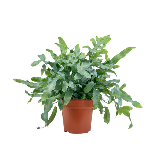 Phlebodium 17cm Aureum