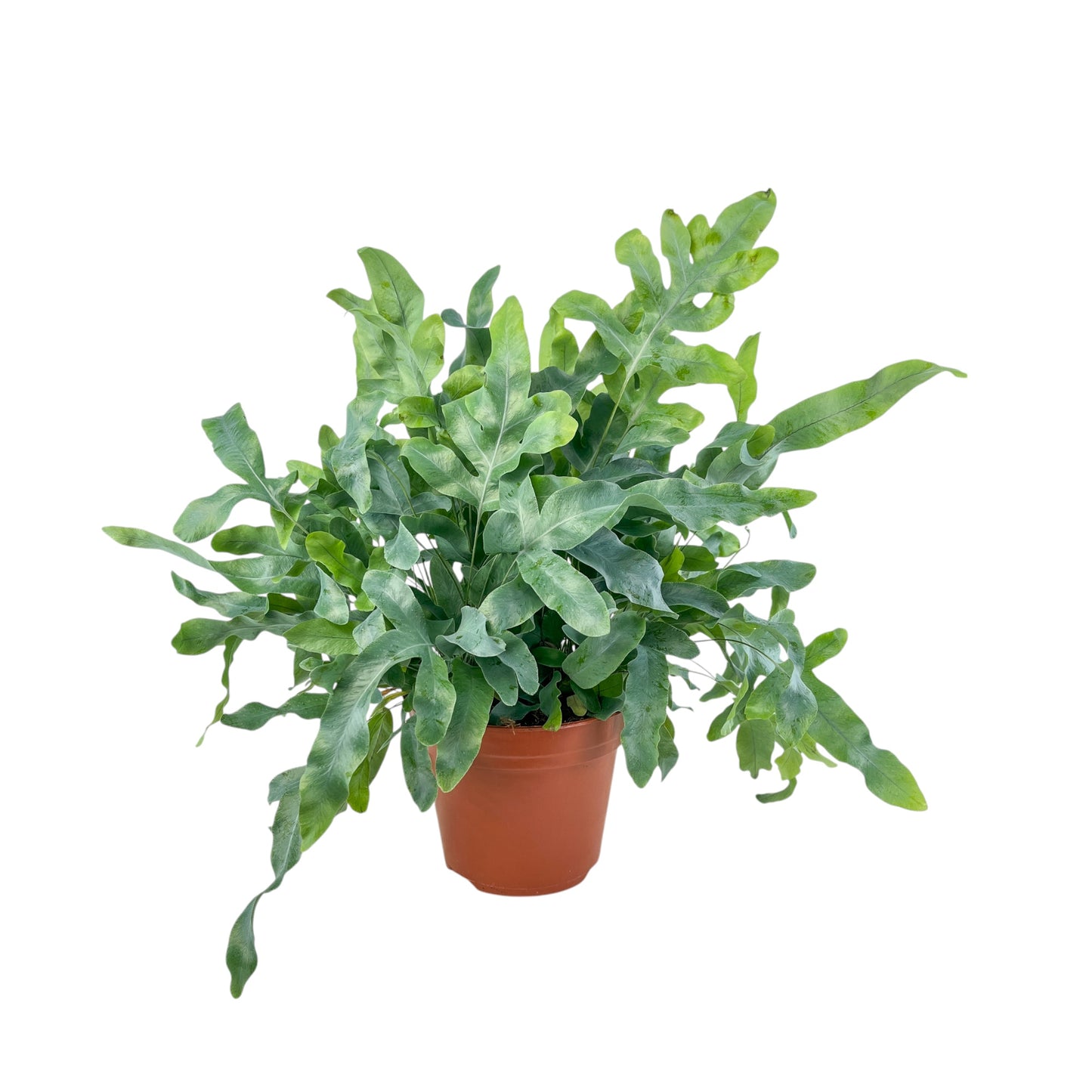 Phlebodium 17cm Aureum