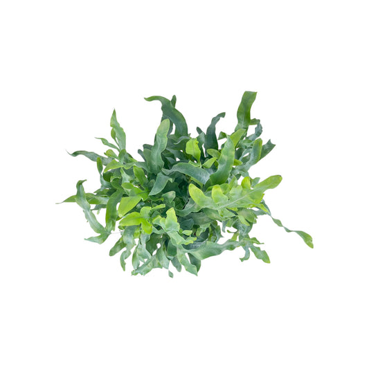 Phlebodium 17cm Aureum