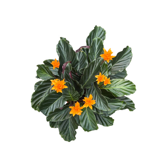 Calathea 14cm Crocata