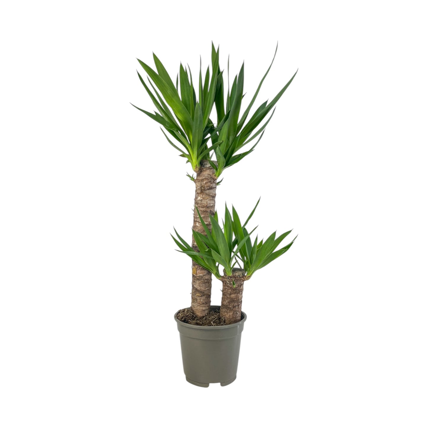 Yucca 17cm Elephanitis