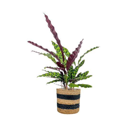 Green Plant 17cm Mix in Basket - Green Plant The Horti House