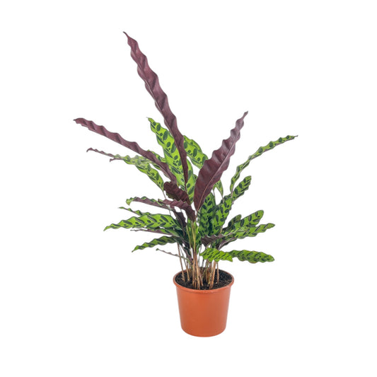 Green Plant 17cm Mix