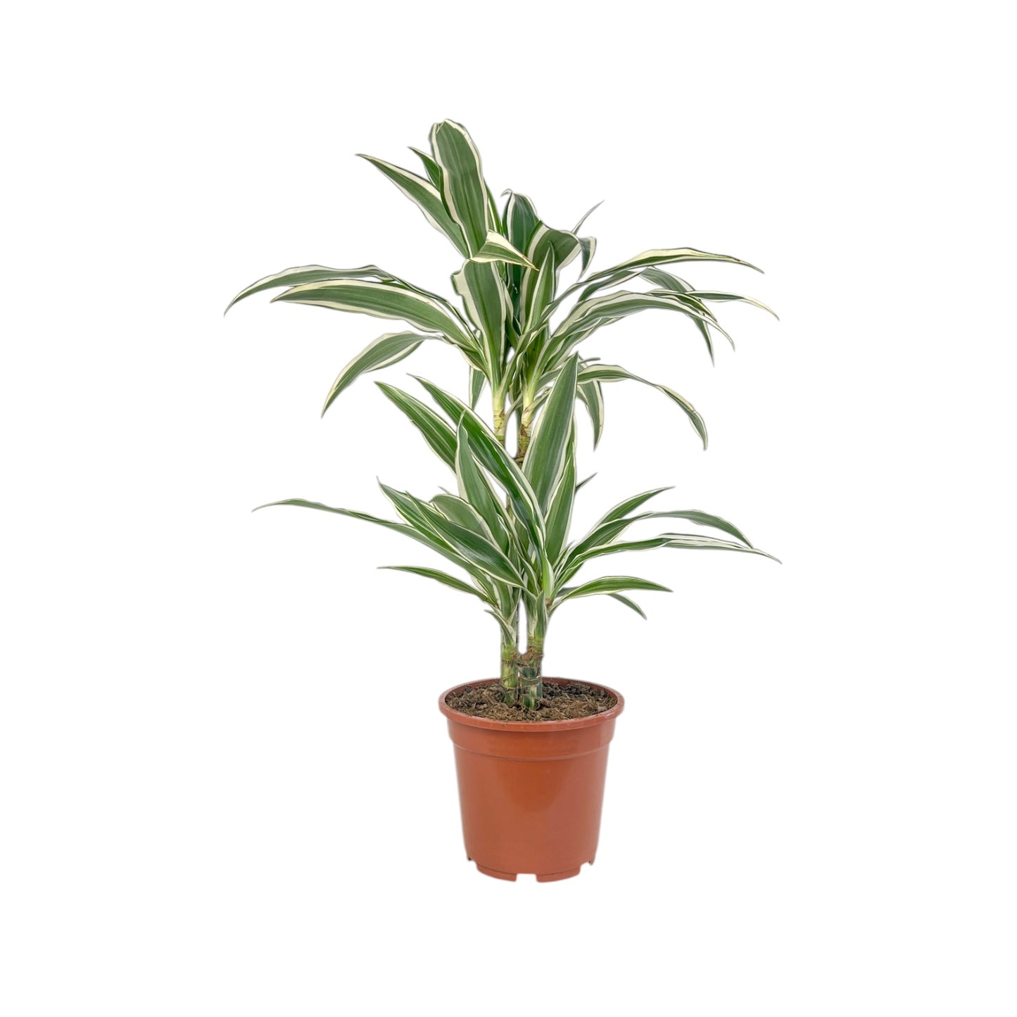 Dracaena 17cm White Stripe