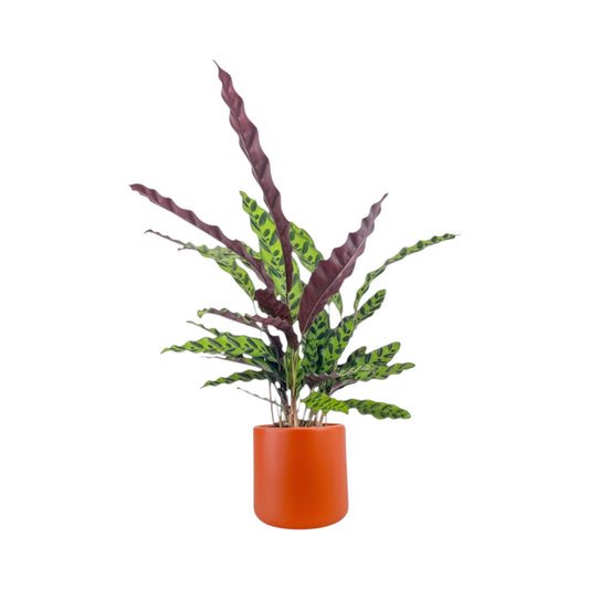 Green Plant 17cm Mix in Cambridge Ceramic - Green Plant The Horti House