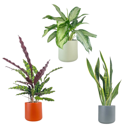 Green Plant 17cm Mix in Cambridge Ceramic - Green Plant The Horti House