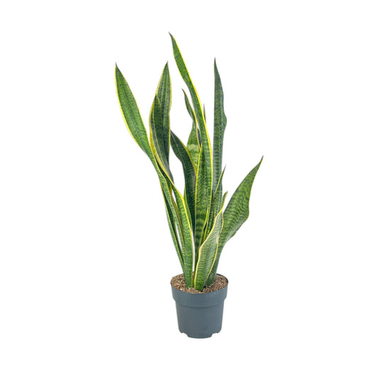Sansevieria 17cm Laurentii - Green Plant The Horti House