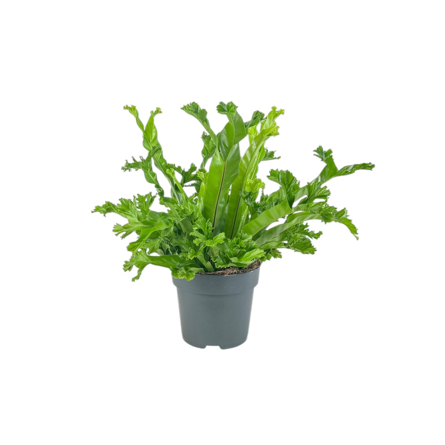Asplenium 17cm Mix