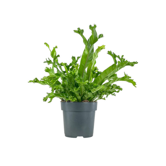 Asplenium 17cm Mix