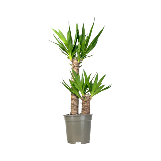 Yucca 17cm Elephanitis