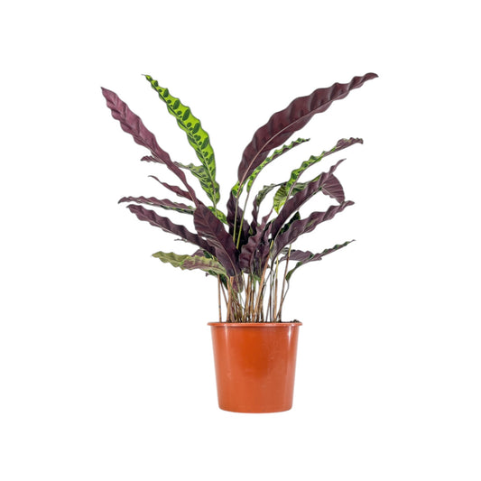 Calathea 17cm Lancifolia