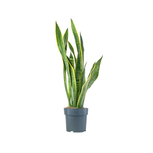 Sansevieria 17cm Laurentii - Green Plant The Horti House