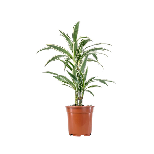 Dracaena 17cm White Stripe