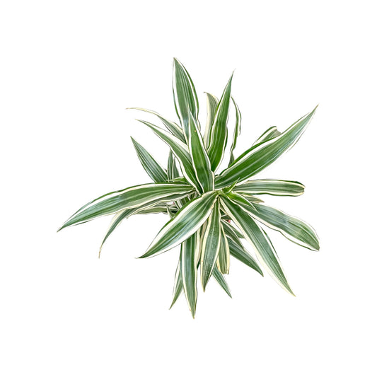 Dracaena 17cm White Stripe