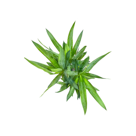 Yucca 17cm Elephanitis