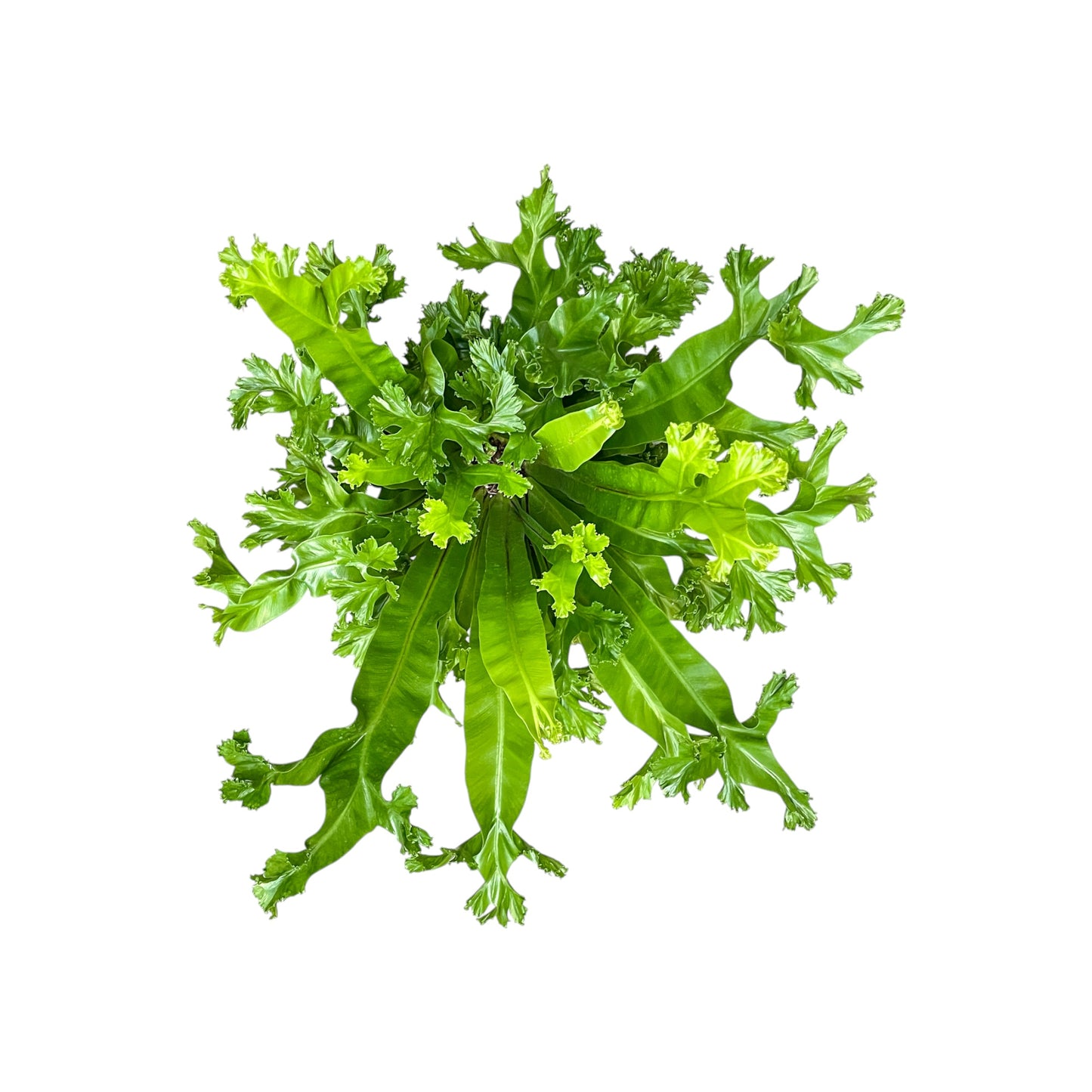 Asplenium 17cm Mix